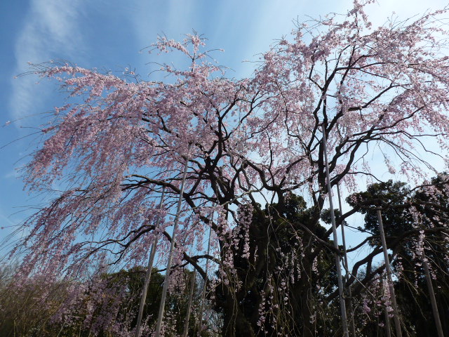 130 しだれ桜