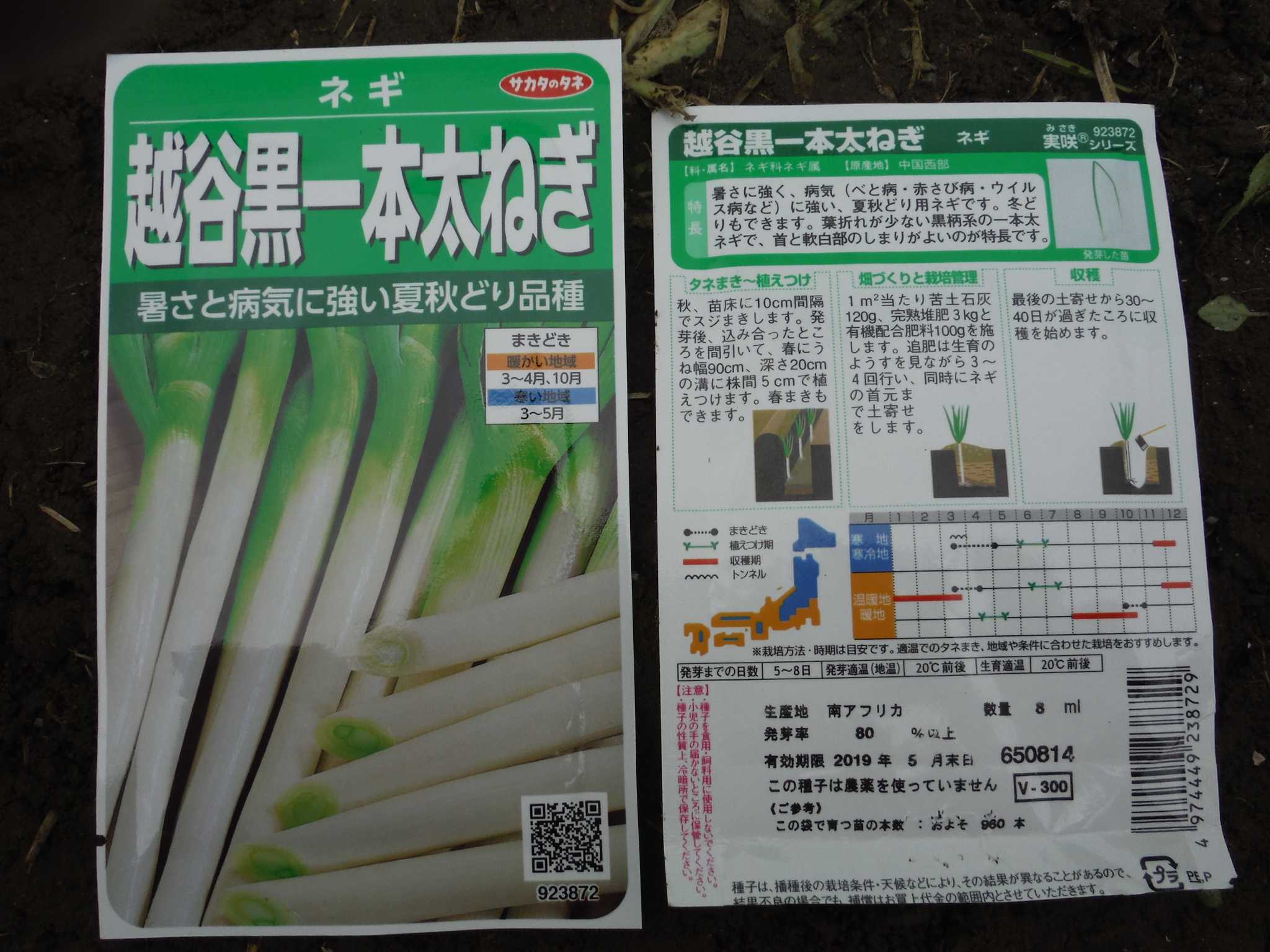 夏ネギ 苗づくり開始 葉物野菜の第２弾 播種 アラ古希夫婦の菜園生活 楽天ブログ