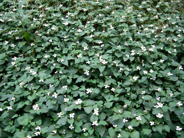 どくだみ3 (640x480).jpg