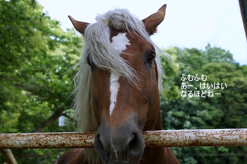 遠野　馬