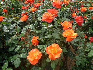 20120520(3).jpg