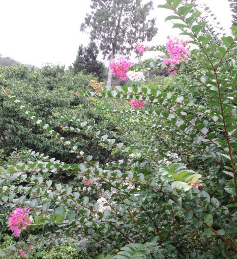百日紅