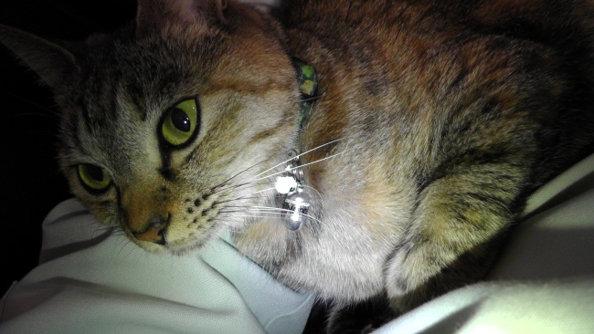 猫の首輪に迷子カプセルを付ける