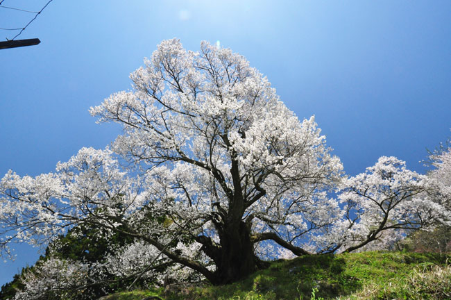 桜５
