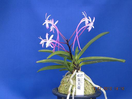 綺麗なセッコク 花期 すべての美しい花の画像