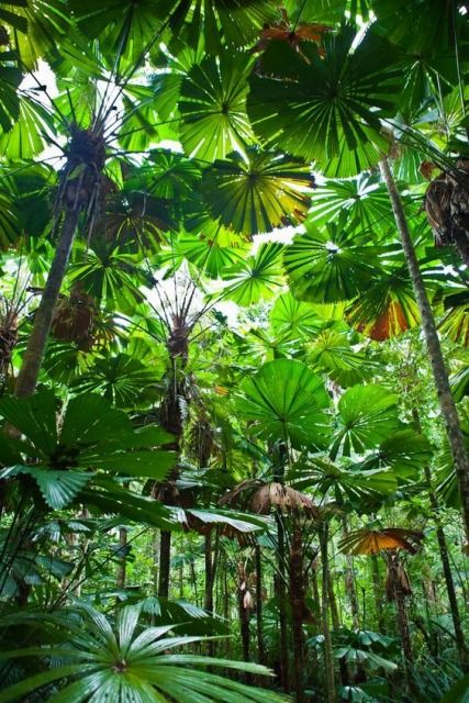 熱帯雨林なインテリアをめざす 観葉植物の植替え Happy Life All Visit 楽天ブログ