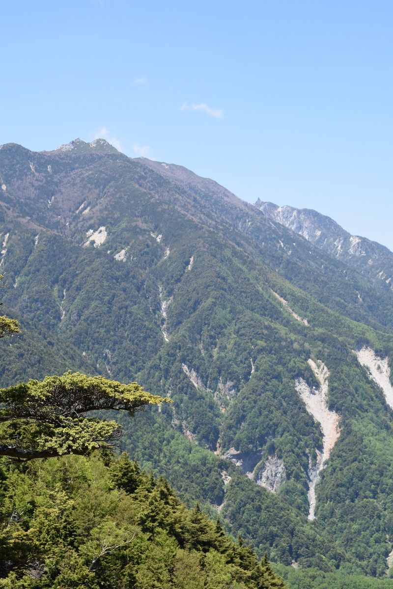 山梨県の山 ツツジ満開甘利山から千頭星山へ 古ギャルの山登りとガーデニングで楽しく 楽天ブログ