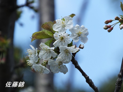 皇居東御苑