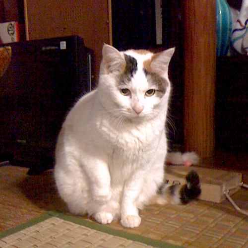 20120304c3.jpg