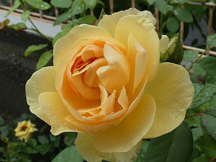 バラの二番花 グラハムトーマス 実生苗 スヴェニールドゥラマルメゾン 期待できる返り咲きバラの蕾 バラの美と香りを求めて 楽天ブログ