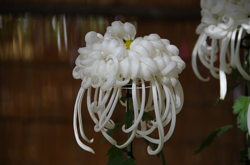 東京都観光菊花大会