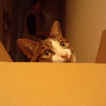 福ちゃんの高層住宅３