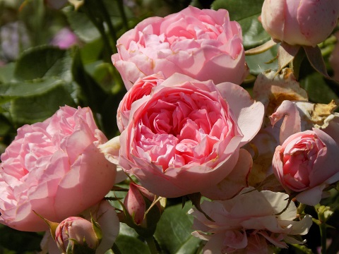 DSCN2204.JPG