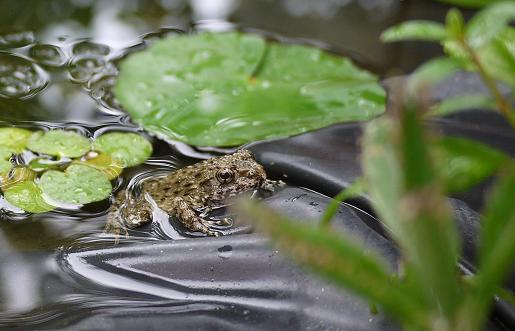 池カエル.JPG