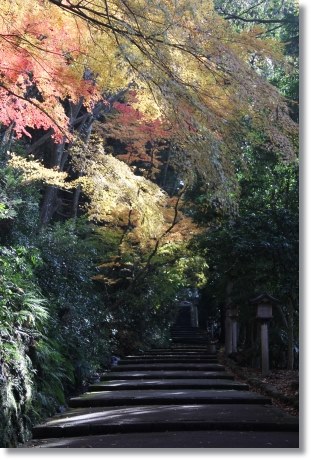 白山比メ神社-7 モミジ-1 13.11.27