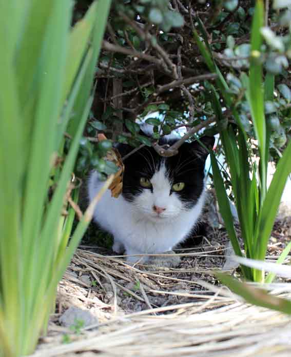 我が家のニャンコ♪2014/01/20-3