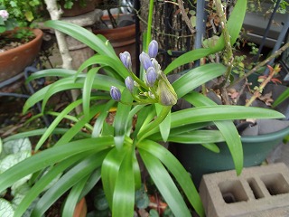 DSC01526.jpg