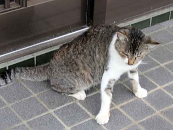 我が家のニャンコ♪2013/10/10-3