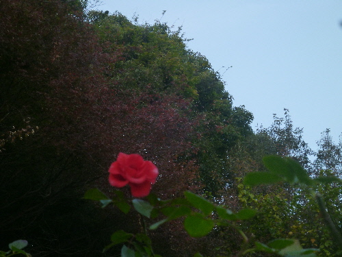 P1140153(1).JPG
