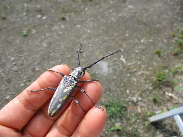 カミキリ虫 幡谷自然農園 日記 楽天ブログ