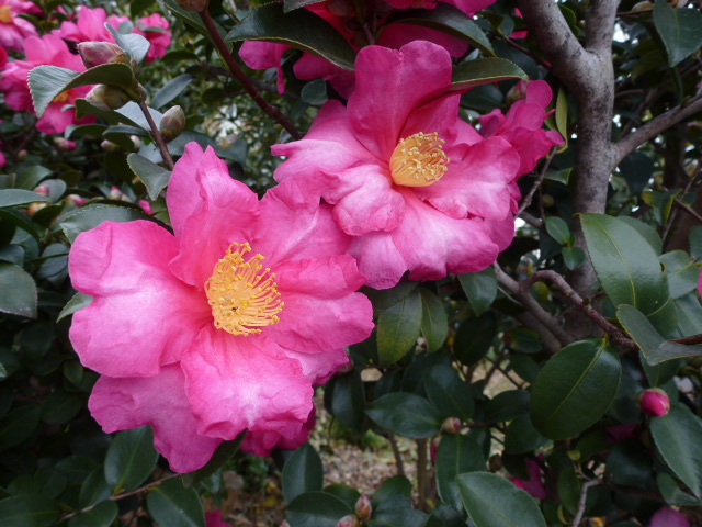 山茶花 サザンカ バラ ２種類 写真あり 私の好きな花 楽天ブログ