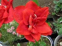 ２月１２日の誕生花 アマリリス 赤 の花言葉 すばらしく美しい とくに華やかな赤い花の 輝くばかりの美しさ 弥生おばさんのガーデニングノート 花と緑の365日 楽天ブログ