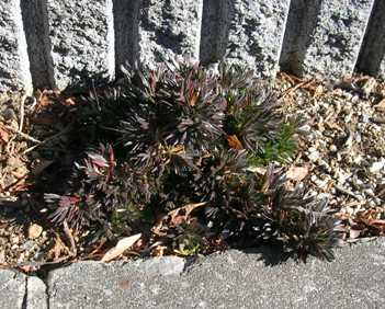 20120204-2.JPG