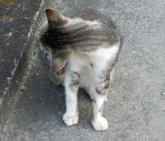 我が家のニャンコ♪2013/7/13-3