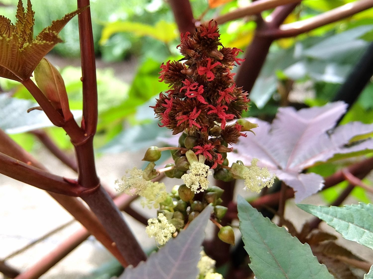 トウゴマの花 ひまし油 京都薬用植物園