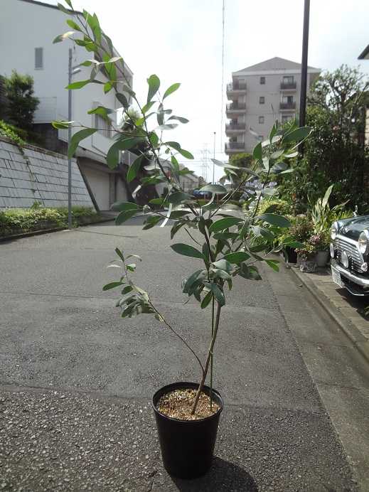 第452回 南半球プランツ販売の聖地 ハケア ラウリナ まっ いっか流 お庭改造 大作戦 楽天ブログ