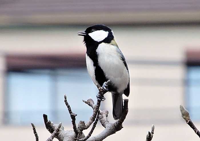 シジュウカラ14