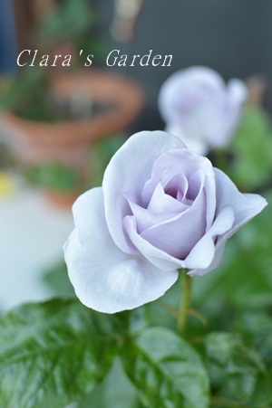DSC_0004.JPG
