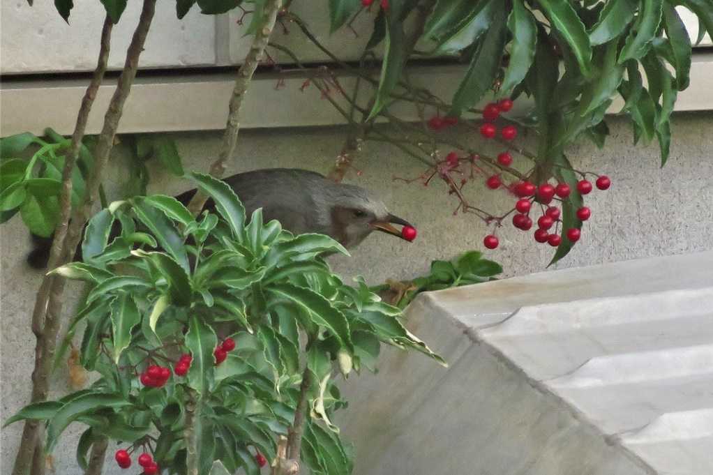 庭の野鳥;蜜柑メジロ、仲良しメシロ、万両ヒヨドリ、土浴びスズメ。 | 大分金太郎の花鳥蝶月 - 楽天ブログ
