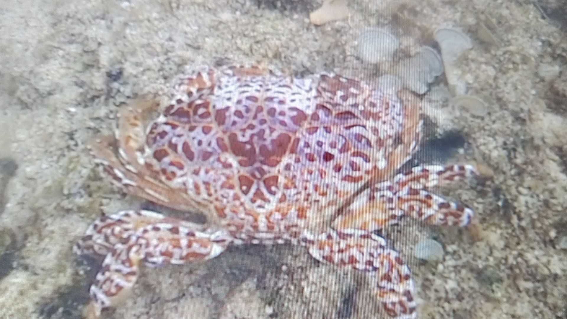 海の危険生物 朝まずめ 夕まずめ 楽天ブログ