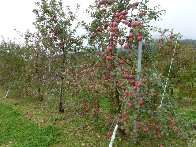 150 リンゴ園
