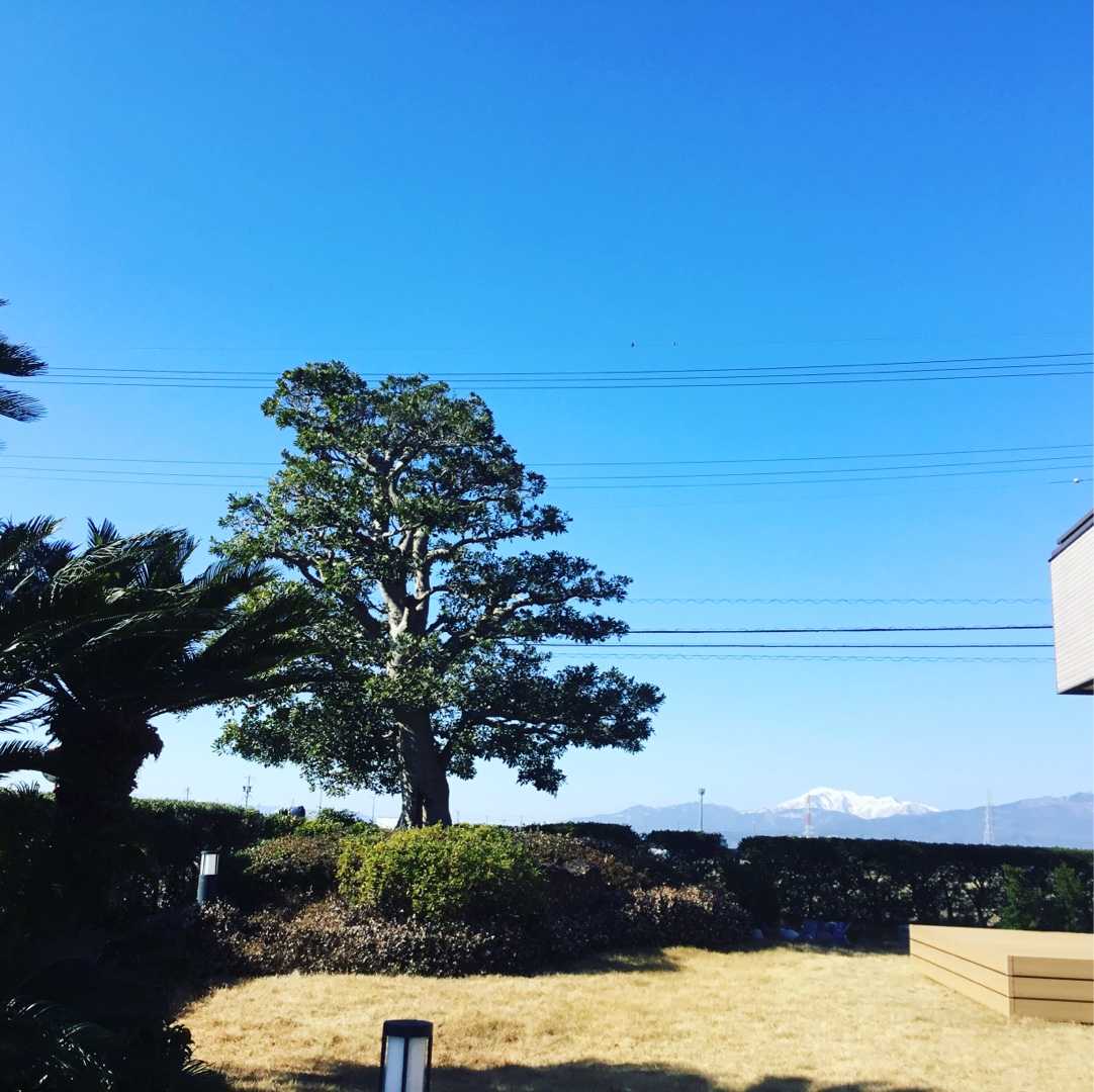 伊吹の雪 岐阜の植木屋おくだガーデンのガーデニング庭師日記 楽天ブログ