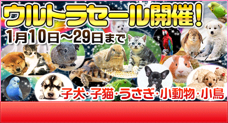 市 ショップ 福島 ペット