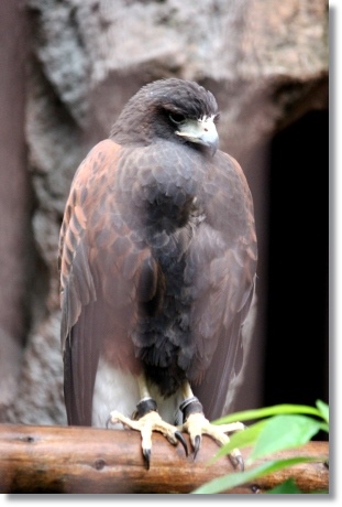 東京旅行-37 上野動物園 モモアカノスリ 13.10.5