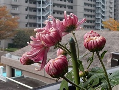 マンション菊