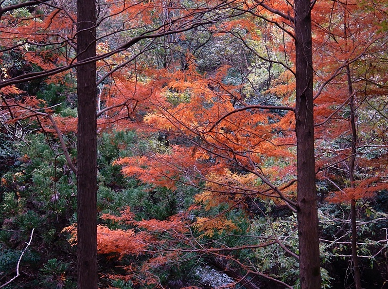 洞川湖畔の紅葉6.JPG