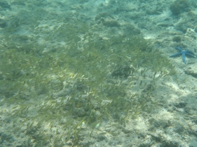 沖縄磯採集2013年7月下旬17　アイゴ科（Siganidae）の種の幼魚の群れ