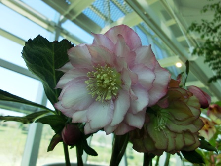 アシュードエレガンスパールピンク