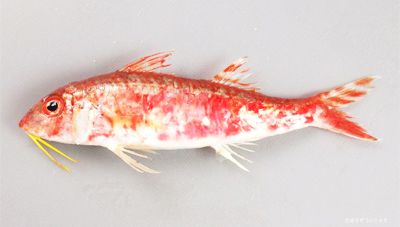 漱石の作品と食べもの19 三四郎 の故郷 熊本の味 土井中照の日々これ好物 子規 漱石と食べものとモノ 楽天ブログ