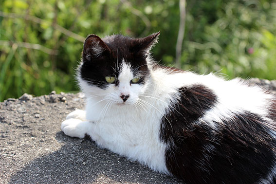 我が家のニャンコ♪2014/05/2-3