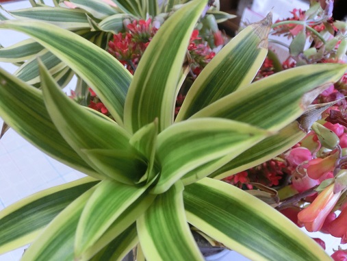 沖縄の多肉の花