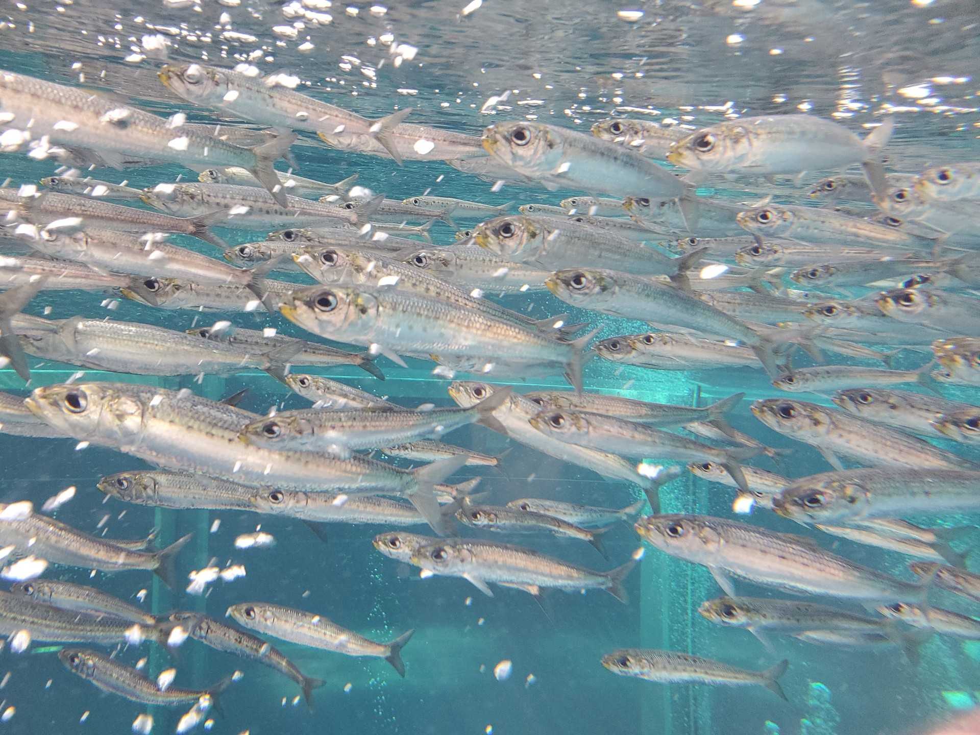 魚のお話 魚と日常ブログ 楽天ブログ