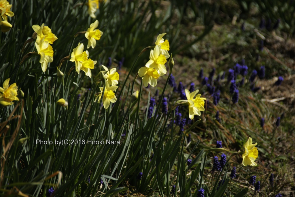 光景　sight0524　水仙　narcissus