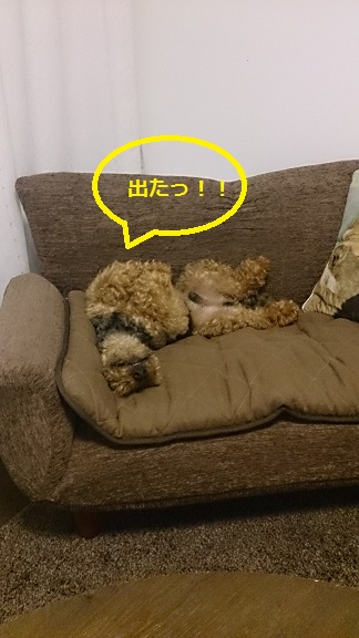 カブラップ１.jpg