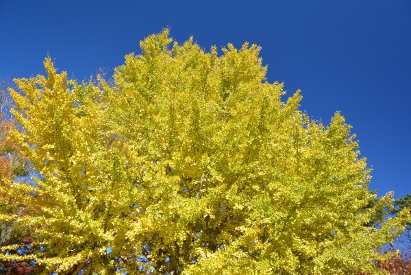 修善寺自然公園