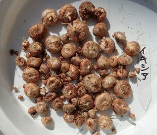 イキシアの球根の掘り上げ のんびりガーデニング 楽天ブログ